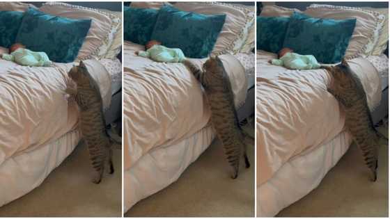 "Wake up": Wise cat gently taps little baby sleeping on the bed, video of its action goes viral on TikTok