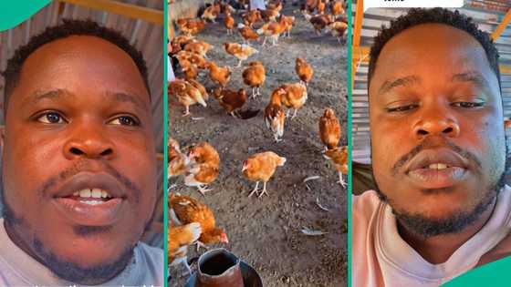 Man who emptied his savings to start layers chicken farming regrets after facing huge loss