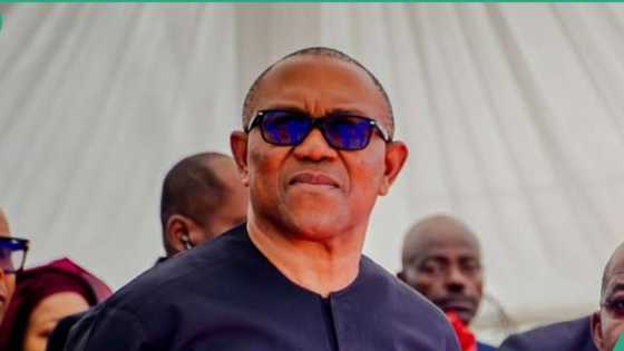 BREAKING: “You are frustrated”, Labour Party attacks Peter Obi, details emerge