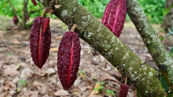 Nestle unveils method to boost cocoa yields as climate change hits