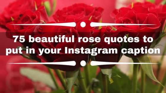 75 beautiful rose quotes to put in your Instagram caption