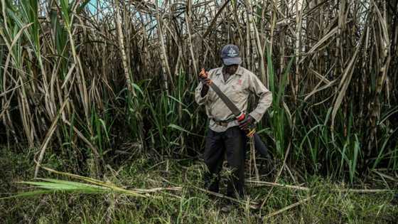 Colombia's territorial battle between Indigenous and Black communities