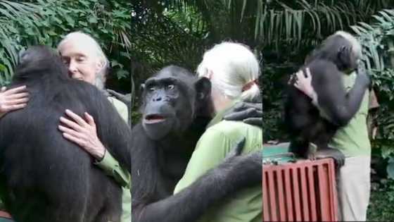 "You can feel the gratitude": Happy chimpanzee rushes to hug his helper, video goes viral on Instagram