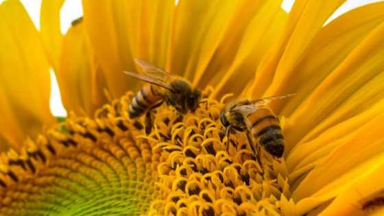 The best bee jokes to send your friends