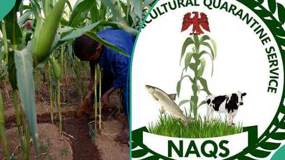 Full guide: How to apply for Nigeria Agricultural Quarantine Service recruitment
