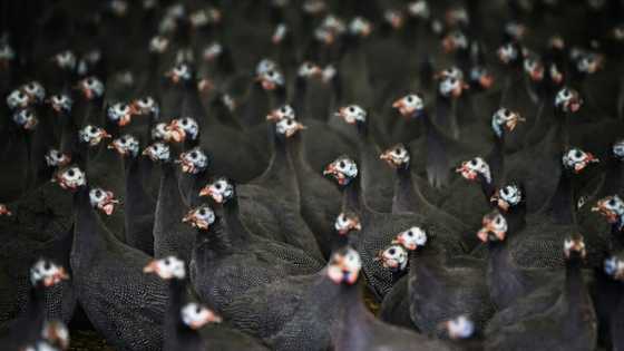 France pushes for more factory farming in food U-turn