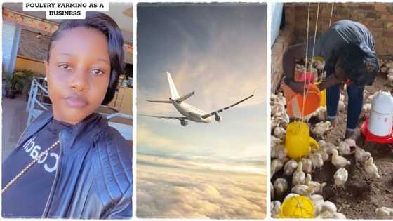 "Best decision ever": Lady living in Dubai resigns from her job, returns home to build poultry farm