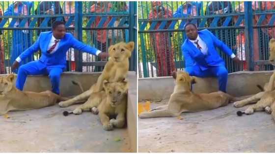 Video shows pastor in lions' den after reportedly inviting church members to watch him, stuns many
