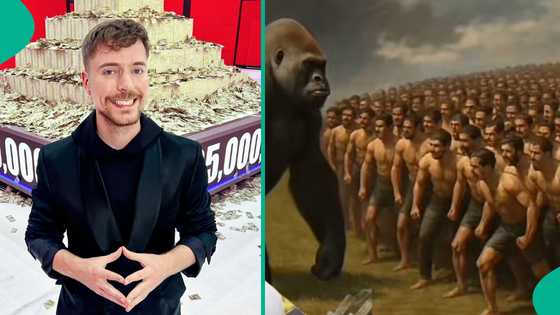 MrBeast's '100 men vs 1 gorilla' challenge becomes debate as Nigerians share hot takes