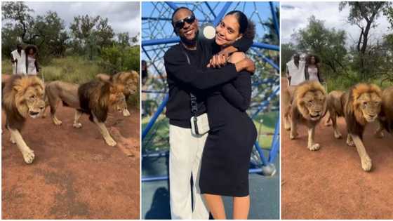 “It Can Never Be Me”: Fans React to Video of Omashola and His Wife Spending Valentine’s Day With Lions