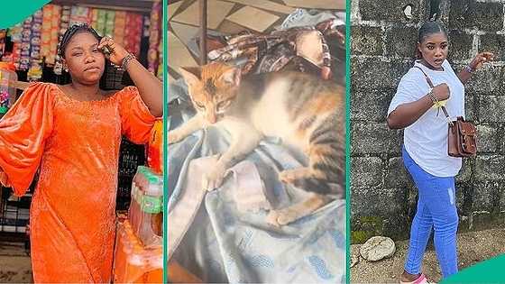 Nigerian lady displays what female cat brought into her shop, video shows 'battle' between them