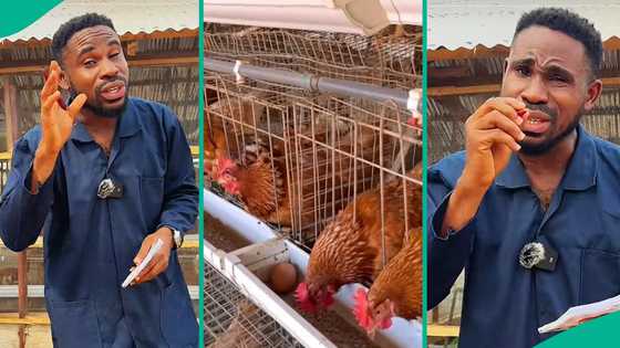 Farmer mentions things to consider before starting poultry business in Nigeria