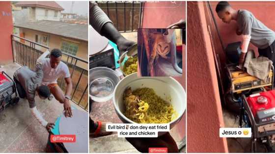 "Na my grandma be that": Man to sell rare bird he caught beside his generator, flaunts it in video
