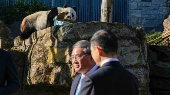 Chinese Premier Li toasts warming trade ties in Australia