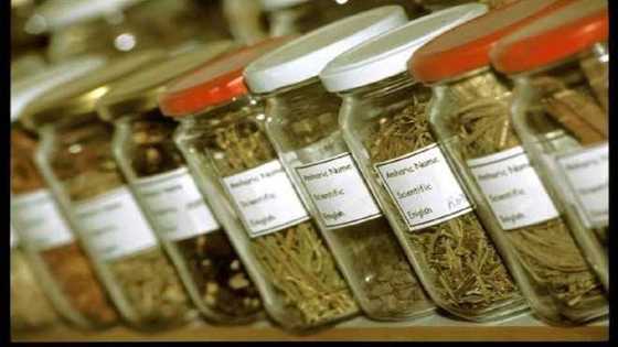 Hukumar Hisbah da KAROTA za su fara kama masu batsa wurin siyar da magungunan gargajiya