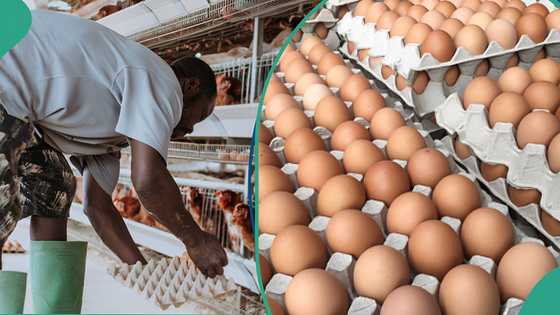 Crate of eggs set to sell for new prices as poultry feed cost declines