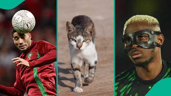 Cat oracle Nimbus Pronos makes bold prediction for Nigeria vs Morocco in AFCON semifinal, video