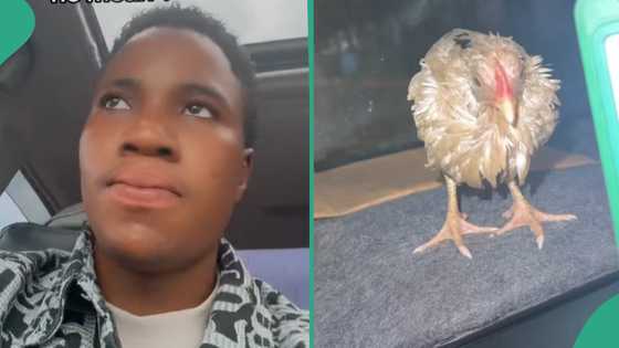Man trends online after 'rescuing' stranded chicken under heavy rain and putting it in his jeep