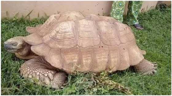 Allah Sarki: Kunkuru mafi tsufa a nahiyar Afirka ya mutu ya na da shekaru 344