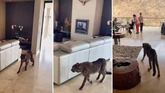 Bidiyon Zabgegiyar Damisa Tana Takun Isa Cikin Jama'a Da ke Shakatawa ya Janyo Cece-kuce