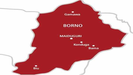 Gwamnatin Borno za ta ƙwace ofisoshin UN guda 7 saboda kauce wa biyan haraji