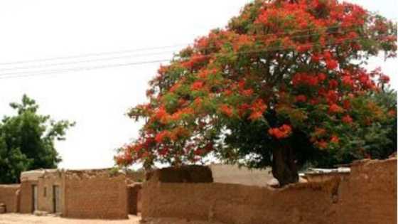 Albishir: Garin da a ke auren mace da N50,000 kacal