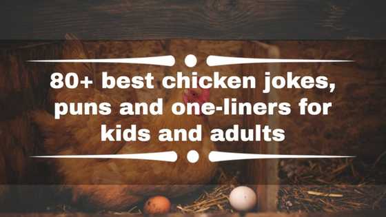 80+ best chicken jokes, puns and one-liners for kids and adults