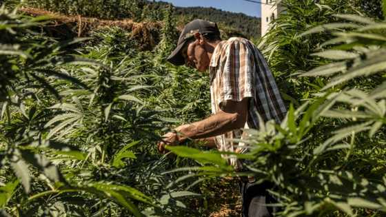 In Morocco hills, cannabis farmers bet on budding industry