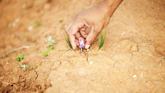 New to South Africa, saffron holds promise