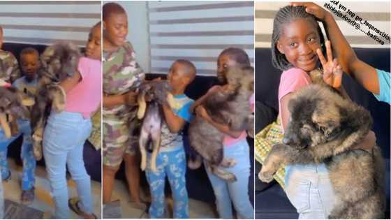 I had to bribe them: Actress Mercy Johnson shows off 2 security dogs she got for her kids