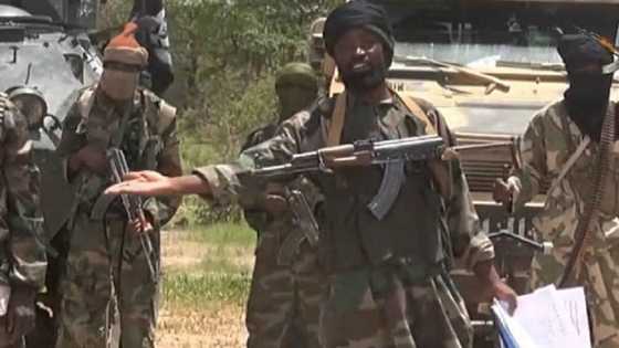 Dalla-dalla: Yadda Shekau ya sheka lahira tare da wasu kwamandojin ISWAP