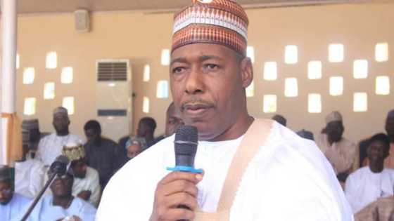 "Ba a Taba Lusarin Gwamna Irin Zulum Ba, Bai Cancanci Komawa Kan Mulki Ba", Ɗan Takarar NNPP Ya Dau Zafi