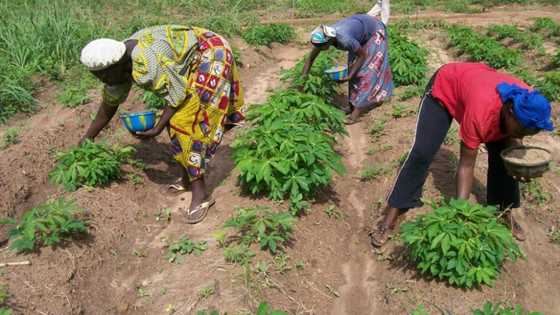 Federal govt agency empowers smallholder farmers in Sokoto state