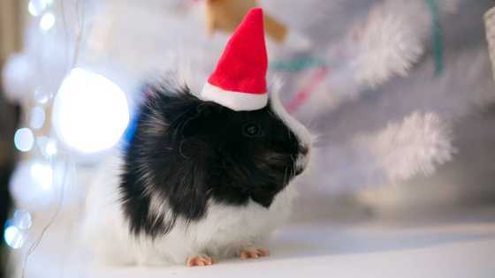 100+ unique guinea pig names for your beloved furry friend