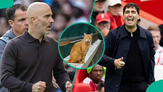 Liverpool vs Manchester City: Mysterious cat predicts Premier League match