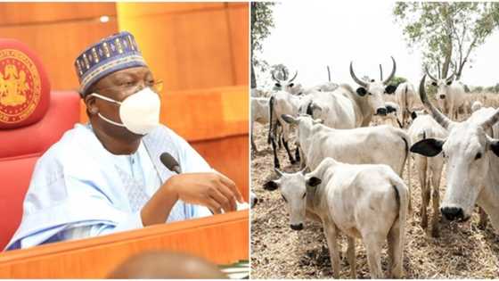 Nigerians protest as Senate moves to create database for cows in the country