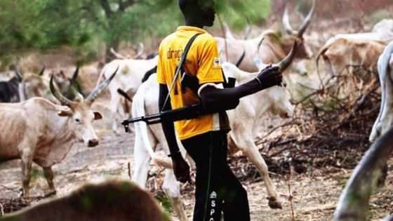 Kwamishinan 'yan sanda: Yadda makiyaya ke amfani da dabbobi suna boye bindigogi