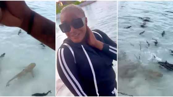 “Better fish for pepper soup”: Fans react as actress Uche Ogbodo gets excited after seeing sharks, shares video
