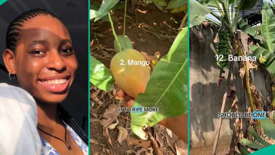 Lady whose mum is farmer shows off fruit trees in her compound, wows many: “Na Garden of Eden?”