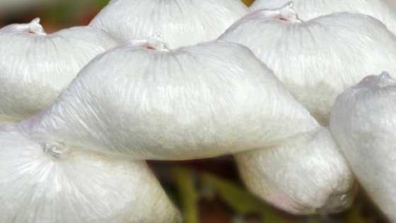 Health risk looms as unbranded monosodium glutamate floods northern markets