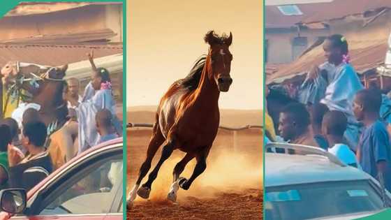 Ojude Oba 2024: Young girl maintains her composure, controls aggressive horse at cultural festival
