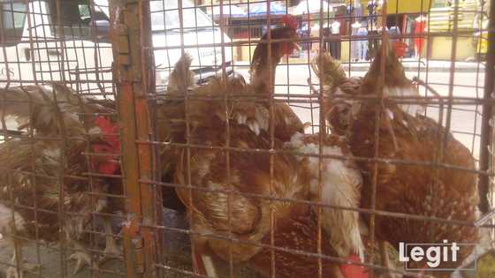 Kotu ta aike da matashi gidan gyaran hali na watanni 4 a kan satar kaji