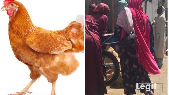 Kano: Yadda Mata Ke Tururuwar Zuwa Siyan Kai, Kafa da Hanjin Kaji, Har da Kusa Ba Hammata Iska