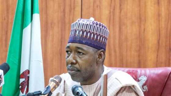 Shin Zulum ya ce ba zai yi wa APC kamfen ba a Edo?