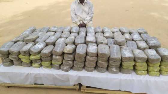 'Yan sanda sun yi ram da dillalin kwayoyi a Kano dauke da sinki 250 na wiwi masu darajar N1.7m