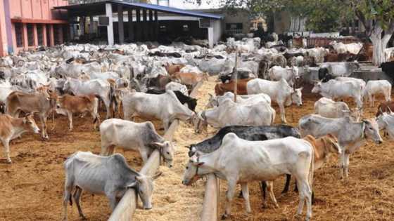 Cattle dealers issue FG 7-day ultimatum, threaten strike action over killing of members