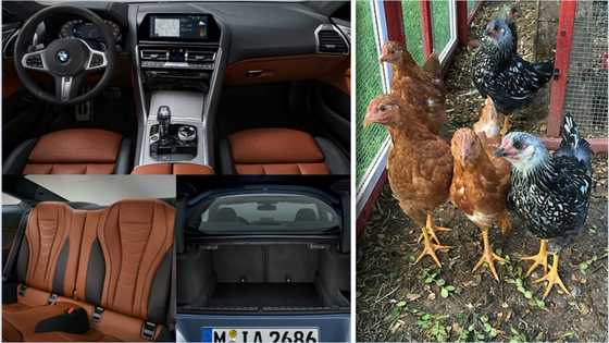 Abin da mamaki: Wani mai kudi ya saci kaza don ya sayar ya sayi man da zai sanyawa motar da ya saya naira miliyan 140