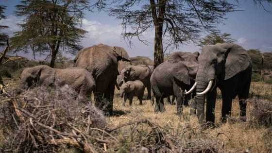 'Extraordinary' elephant that survived poaching dies in drought-hit Kenya
