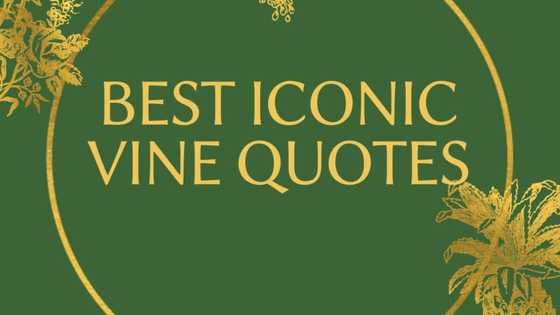 Best iconic vine quotes people still recite on a daily basis