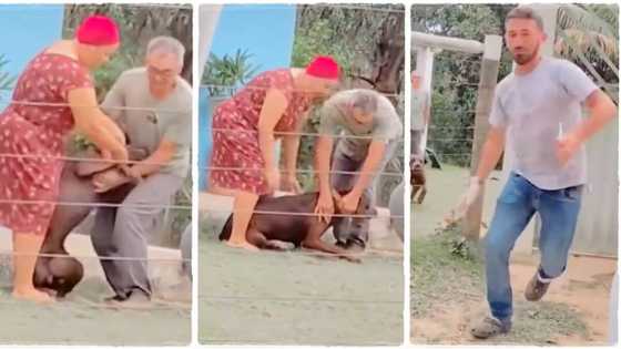 "It's a dangerous game": Man runs away with speed after giving giant dog an injection, video emerges